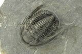 Diademaproetus Trilobite Fossil - Morocco #249894-3